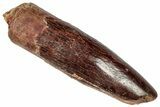 Fossil Sauropod Dinosaur (Titanosaur) Tooth - Morocco #332512-1